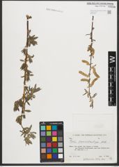 Foto von Salix pycnostachya Andersson